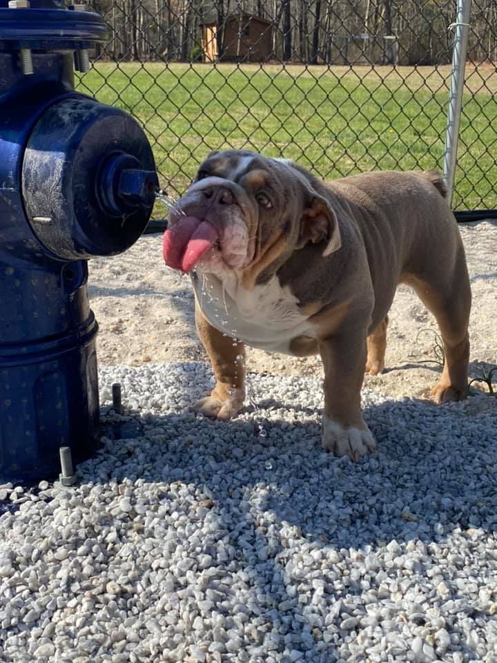 Camp Dog